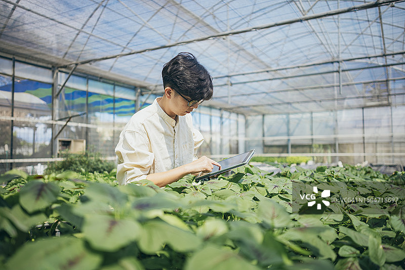 一位亚洲农民使用平板电脑检查和记录作物的生长情况，利用作物栽培技术中的技术。图片素材