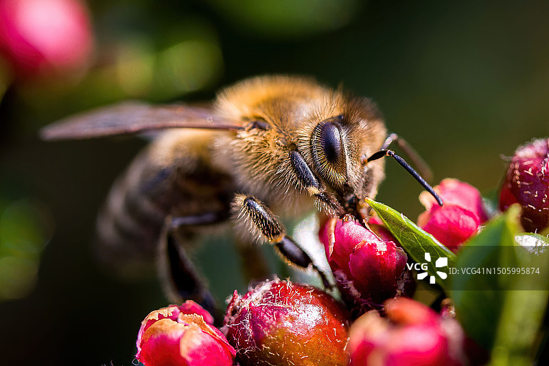 蜜蜂在花上的特写，芒阳，嘉莱，越南图片素材