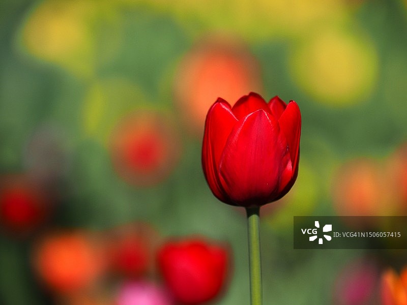 日本红郁金香的特写图片素材