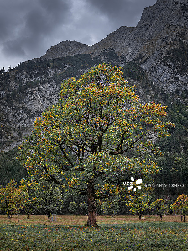 秋天，奥地利，天空映衬着田野上的树木图片素材