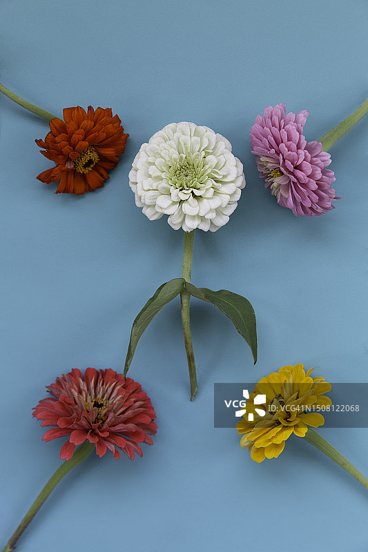 单白色的百日花，四周环绕着四朵五颜六色的百日花图片素材