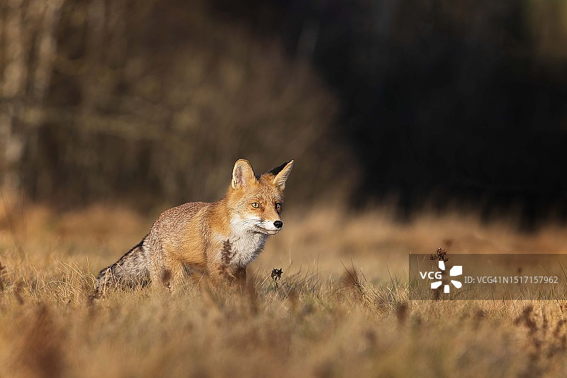 红狐站在草地上的侧视图图片素材
