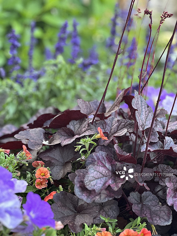 紫色开花植物特写，美国宾夕法尼亚州布林阿森图片素材