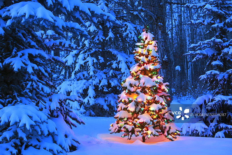 森林里一棵发光的圣诞树图片素材