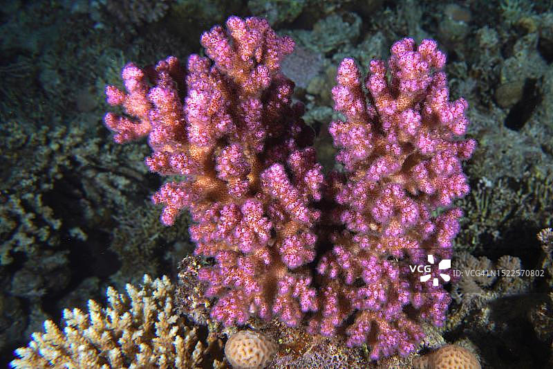 木瓜珊瑚(Pocillopora verrucosa)， Fury Shoals珊瑚礁潜水点，红海，埃及图片素材