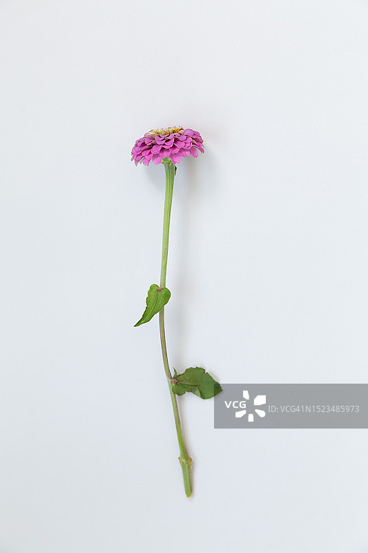 单茎小粉红色百日草在白色背景与文字的空间图片素材