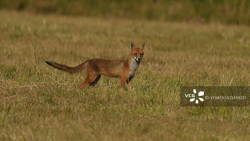 红狐在法国枫丹白露草地上行走的侧视图图片素材