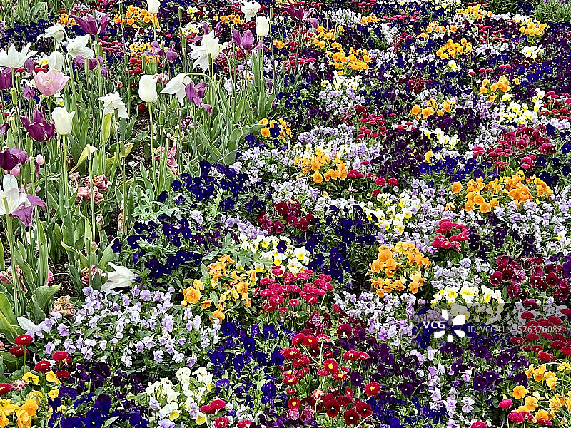 在德国曼海姆的“Bundesgartenschau”花展上，花坛上混合着不同颜色的花朵图片素材