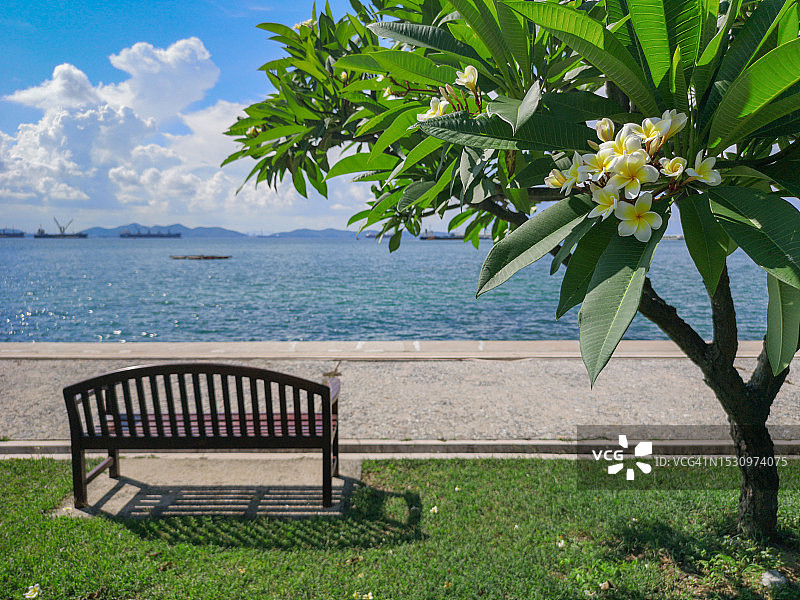 宁静的海滨度假与香樟树-宁静的夏日氛围图片素材