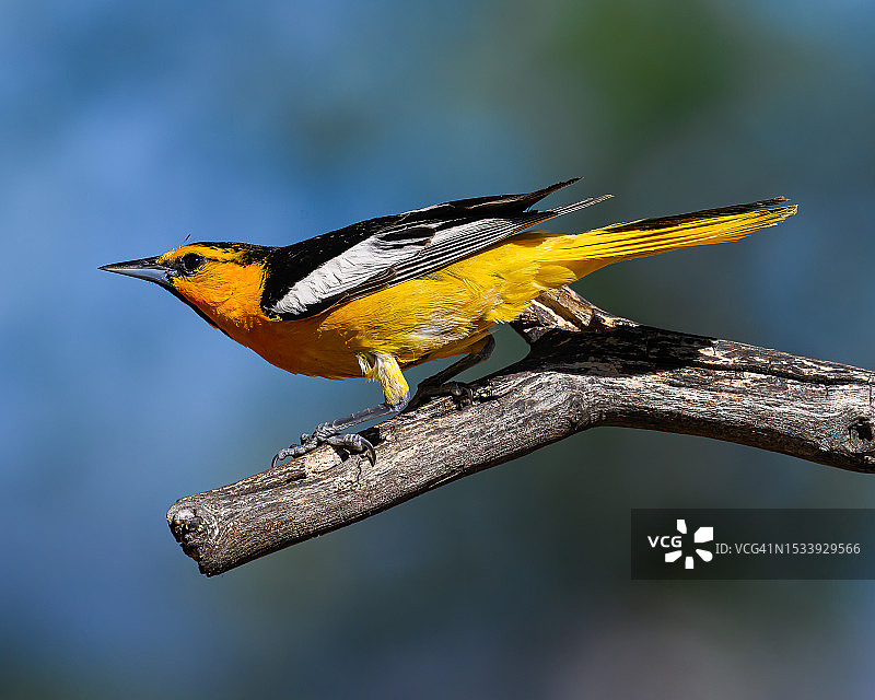 在美国亚利桑那州赫里福德树枝上栖息的热带莺特写图片素材