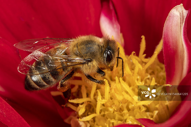 蜜蜂在花上授粉的特写图片素材