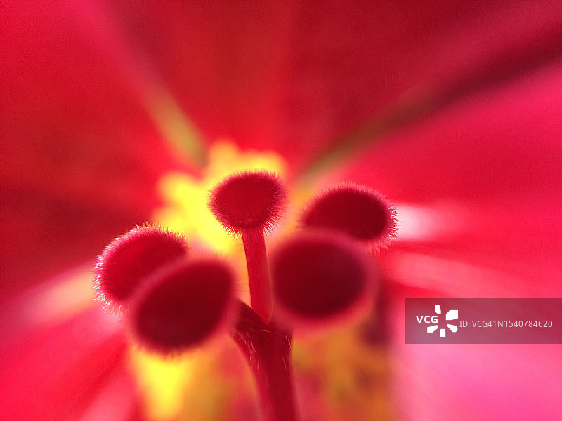 墨西哥莫雷洛斯州，Anenecuilco，红色花朵的特写图片素材