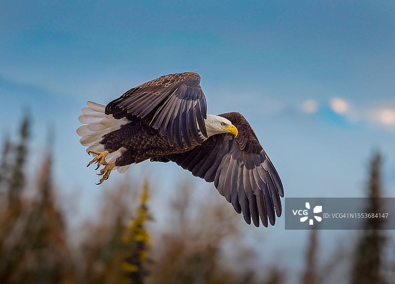 低角度看秃鹰在天空中飞翔，科罗拉多州，美国图片素材