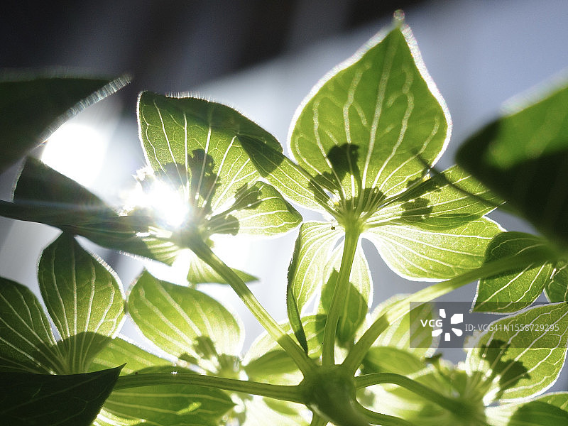 阳光穿过树叶的特写，安阿伯，密歇根州，美国图片素材