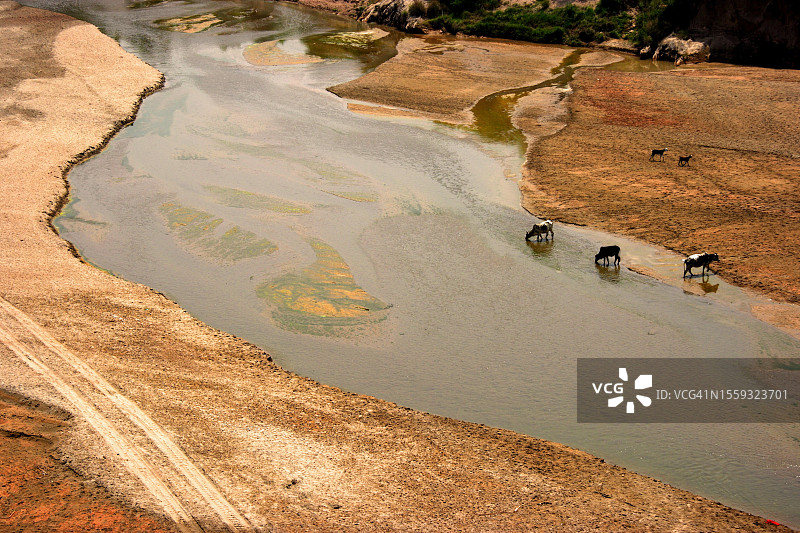 从高角度看水牛从河里喝水。图片素材