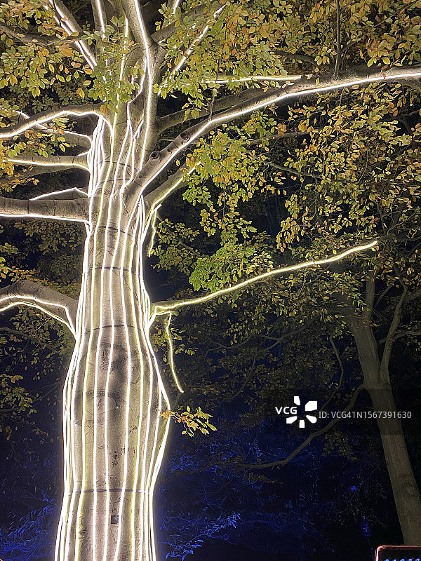 在英国萨里郡的Wisley Glow，白色的大灯饰整齐地排列在树枝上和树周围图片素材