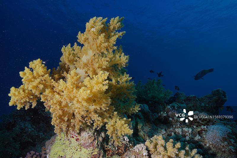 西兰花树(Litophyton arboreum)， Fury Shoals暗礁潜水点，红海，埃及图片素材