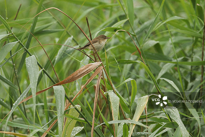 瓢泼大雨中，一只芦莺栖息在湖边的芦苇上。图片素材