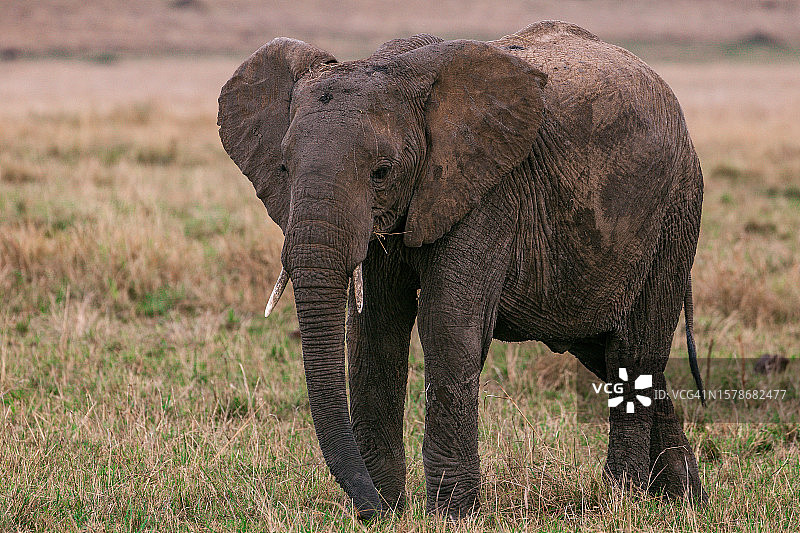 站在田野上的非洲沙漠象的侧视图图片素材