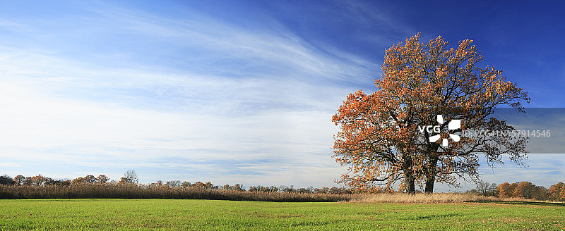 双橡树在秋天的景观图片素材