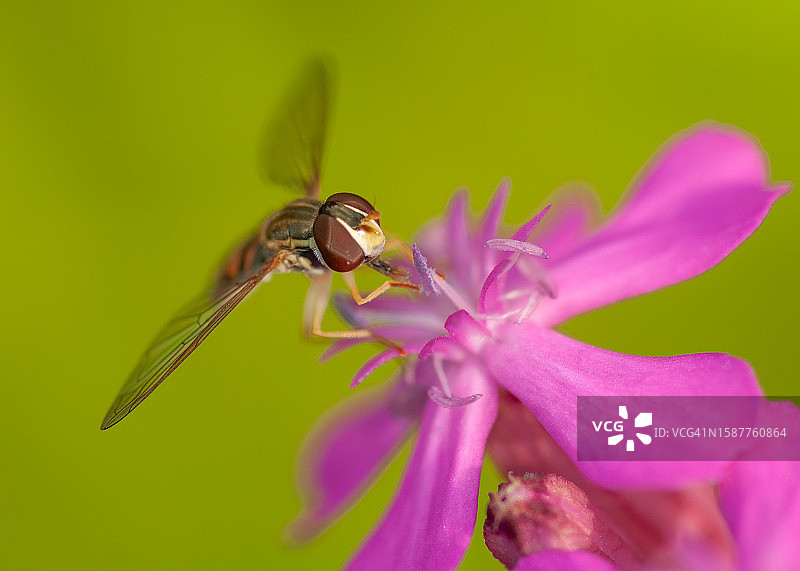 粉色花朵上的昆虫特写图片素材
