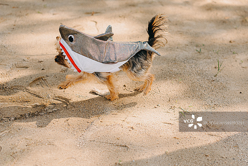 约克郡狗穿着鲨鱼服图片素材