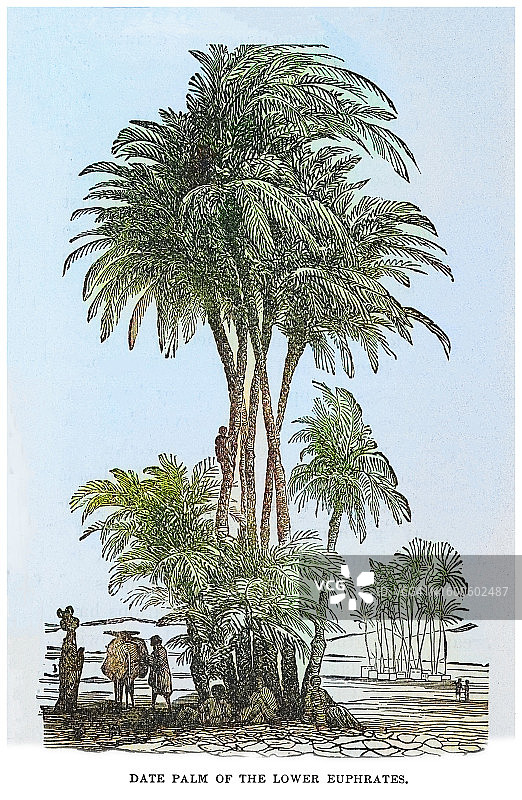 古老的植物学雕刻插图，幼发拉底河下游的枣椰树图片素材