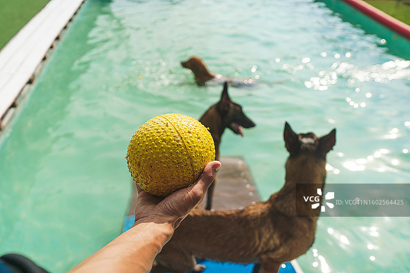 训练有素的狗狗在狗狗游泳池里放松和玩耍图片素材