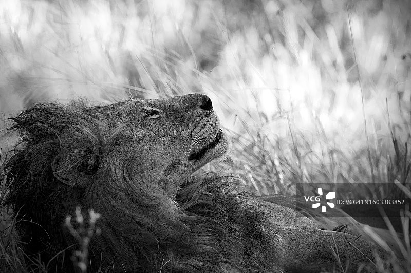 狮子坐在草地上的特写图片素材
