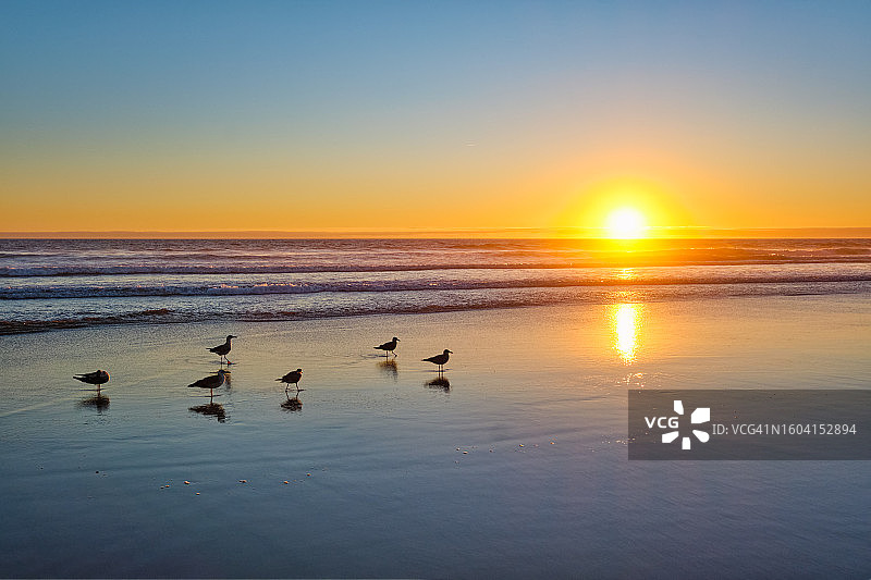 海鸥在海滩上大西洋日落与汹涌的海浪在葡萄牙的丰特达泰尔哈海滩图片素材