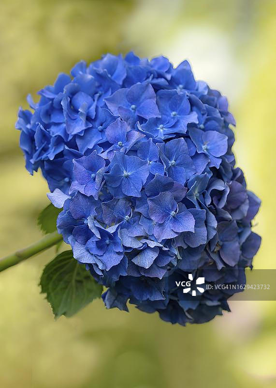 绣球花(Hortensia)，单瓣蓝色花，特写，背景绿黄模糊，产自德国鲁尔地区图片素材