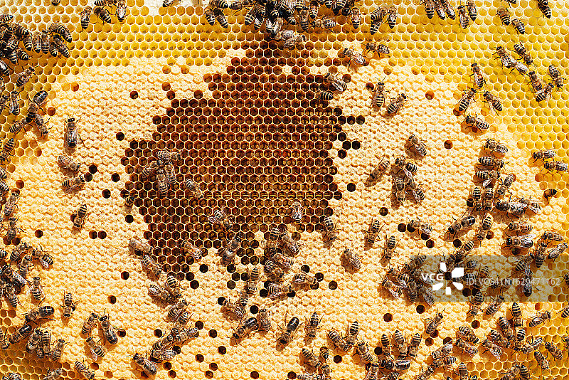 许多蜜蜂在蜂巢上。养蜂。养蜂场。生态产品。小生意。蜂巢。图片素材