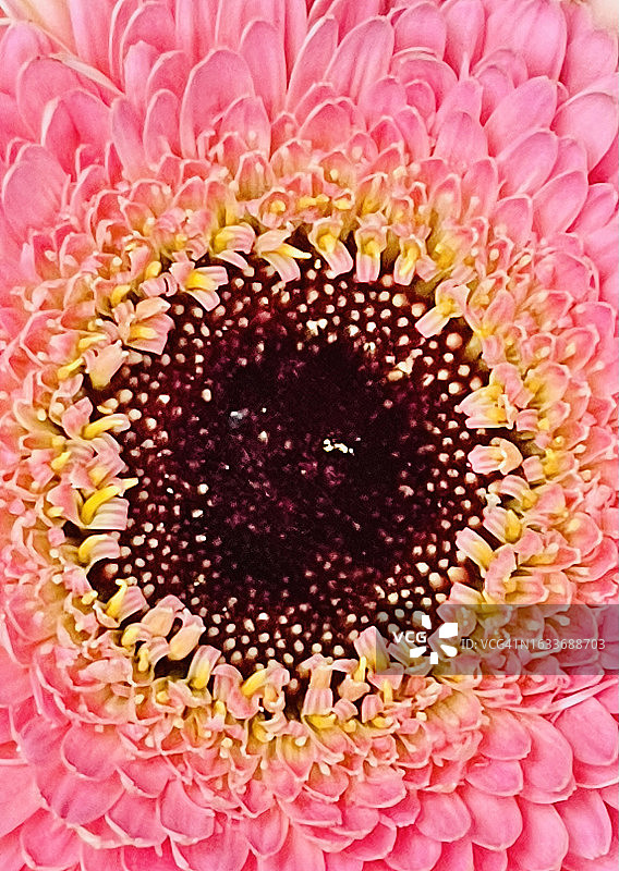 巴伯顿粉红色雏菊(Gerbera Jamesonii)花在盛开和接近。图片素材