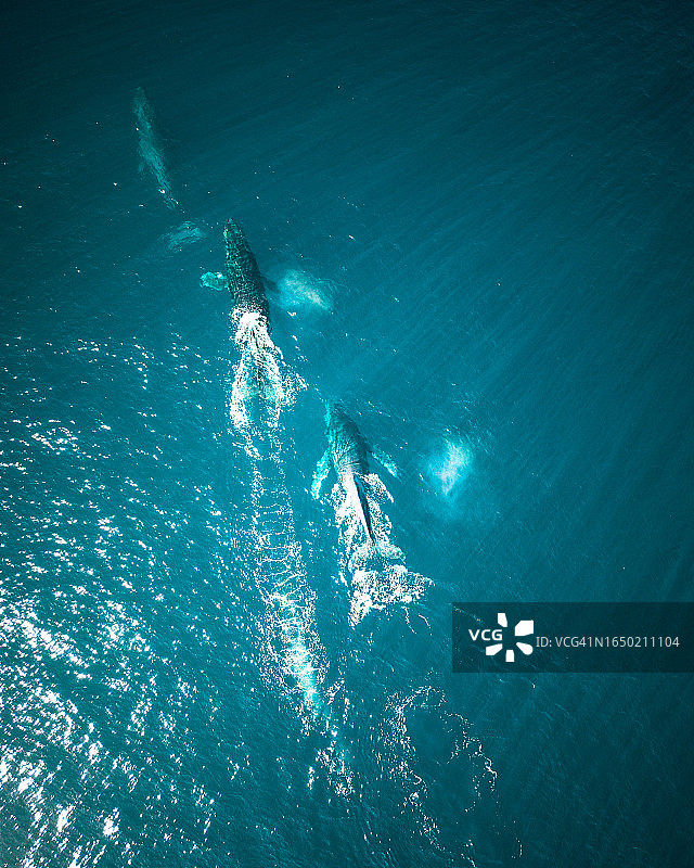 鲸鱼正在下加利福尼亚州附近的太平洋中游泳图片素材