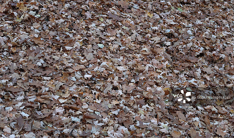 覆盖地面的秋叶图片素材