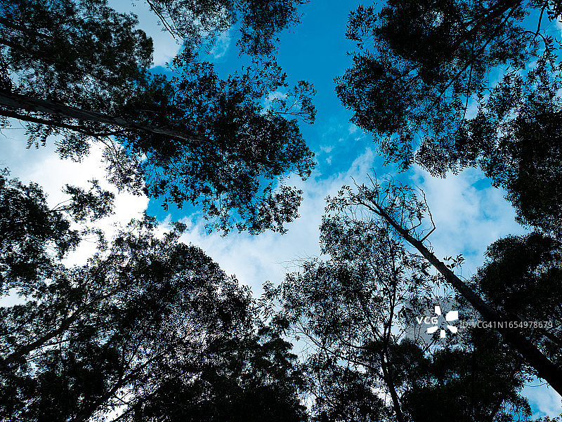 在哥伦比亚麦德林的一个公园里，被称为南方蓝胶或蓝胶(蓝桉)的非常高的树图片素材
