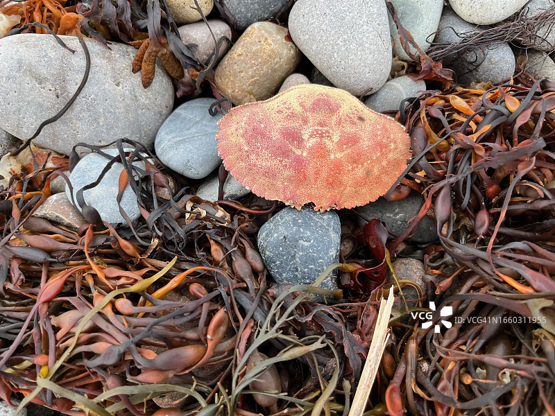 蟹壳、海藻和碎石。海鸭角，比尔岛。图片素材
