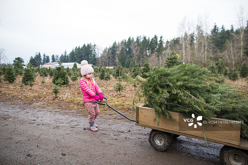 小女孩拉着装满圣诞树的马车图片素材