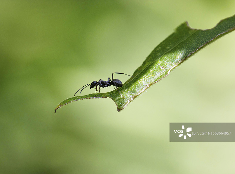 叶子上的黑木蚁图片素材