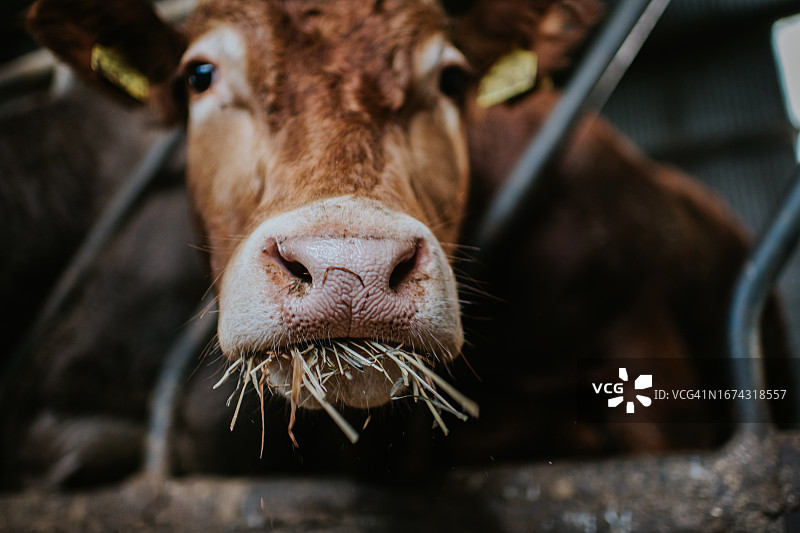 一头小牛在谷仓里大嚼干草的特写镜头图片素材