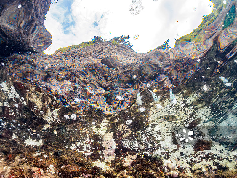 一群大鳍礁鱿鱼幼鱼在美丽的水面上游泳。

日本静冈县，南伊豆，加茂郡，伊豆半岛，中城，HIRIZO海滩，
摄于2023年9月3日。
在水下摄影。图片素材