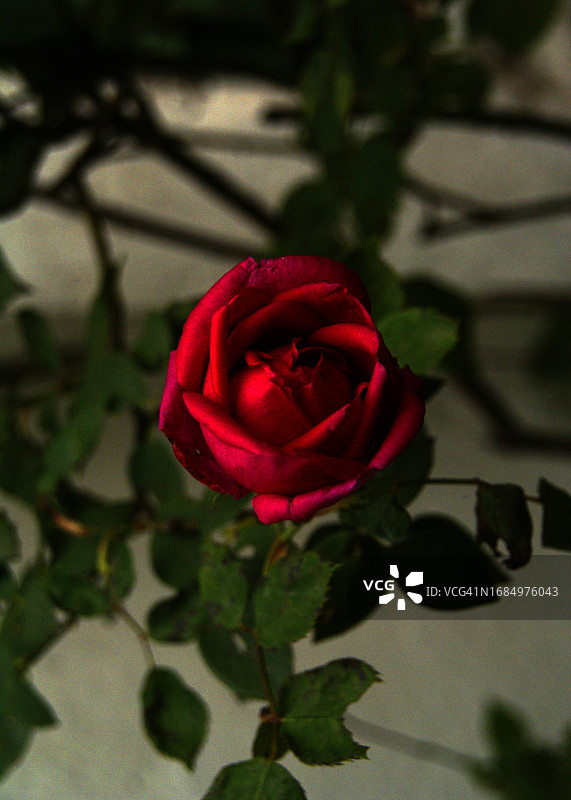 玫瑰花丛上的红玫瑰。在花园里。图片素材