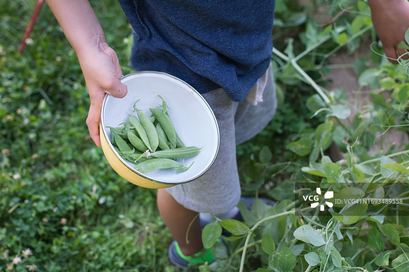 小男孩在后院里捧着一碗豌豆图片素材