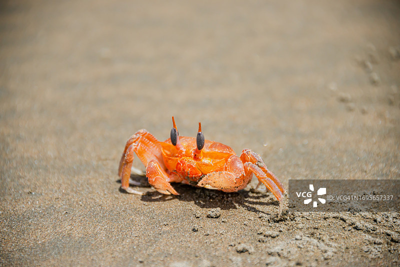 小橙色海蟹走在潮湿的沙滩上，哥斯达黎加图片素材