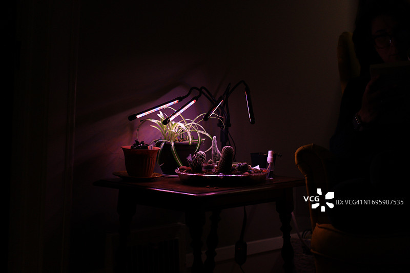 在黑暗的房间里有照明的盆栽植物图片素材