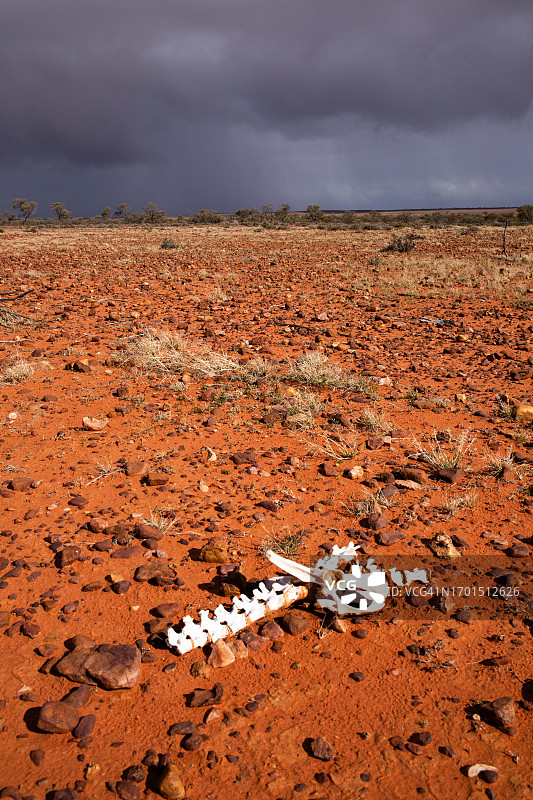 干旱。内陆的动物骨架。红色的沙漠乱砍滥伐平原。奥古斯塔港。南澳大利亚。图片素材