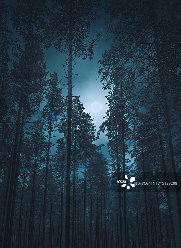 月光下繁星点点的夜空映衬着幽灵般的冬日树木图片素材