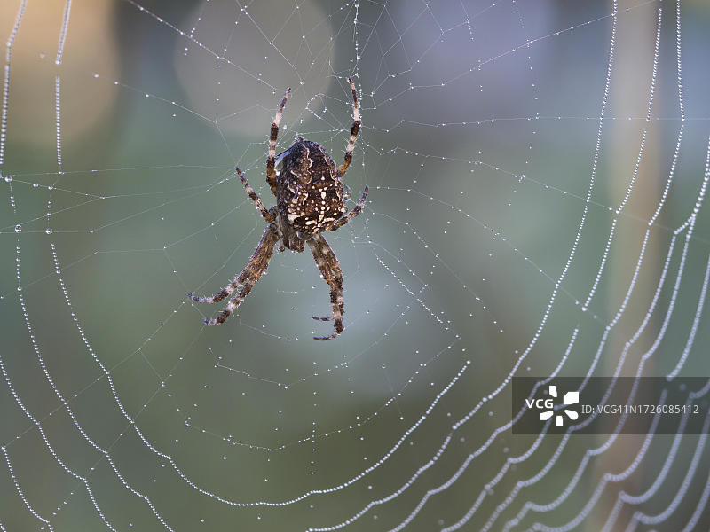 德国北莱茵-威斯特伐利亚州，一只欧洲园蛛(Araneus diadematus)，身上还沾着晨露，在网中间等待猎物图片素材