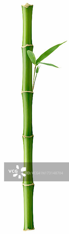 高大的竹子图片素材