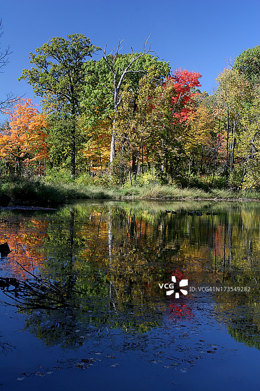 秋天的树木反映图片素材